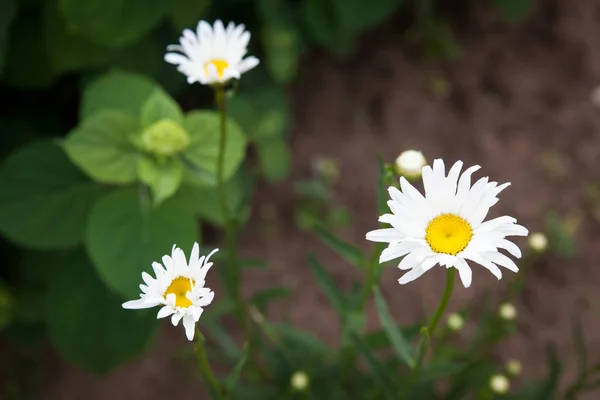 Daisy blomma, kamomill i en trädgård — Stockfoto