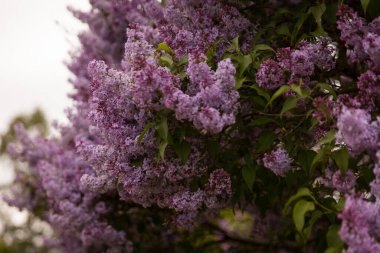 Çiçekli leylak ağaçları olan güzel bir manzara. Parkta mor leylak çalıları var. Bahar leylağı bahçesi