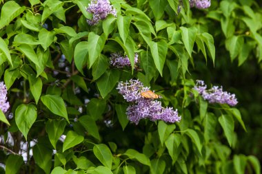 Çiçekli leylak ağaçları olan güzel bir manzara. Parkta mor leylak çalıları var. Bahar leylağı bahçesi