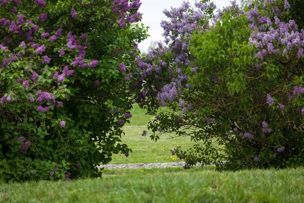 Hermoso Paisaje Con Árboles Lila Flor Arbustos Lila Púrpura Parque — Foto de Stock