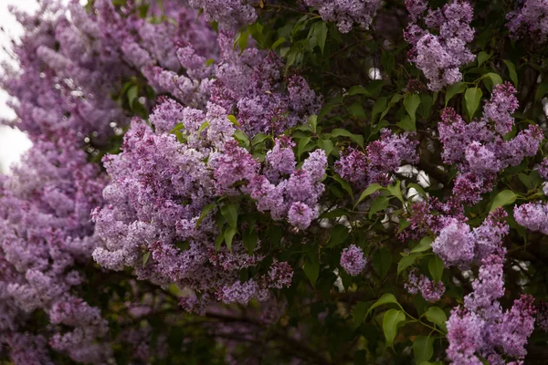 Bellissimo Paesaggio Con Alberi Lilla Fiore Cespugli Viola Lilla Nel — Foto Stock