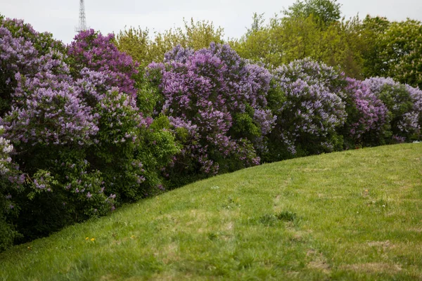 Hermoso Paisaje Con Árboles Lila Flor Arbustos Lila Púrpura Parque — Foto de Stock