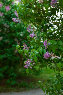 Çiçekli leylak ağaçları olan güzel bir manzara. Parkta mor leylak çalıları var. Bahar leylağı bahçesi