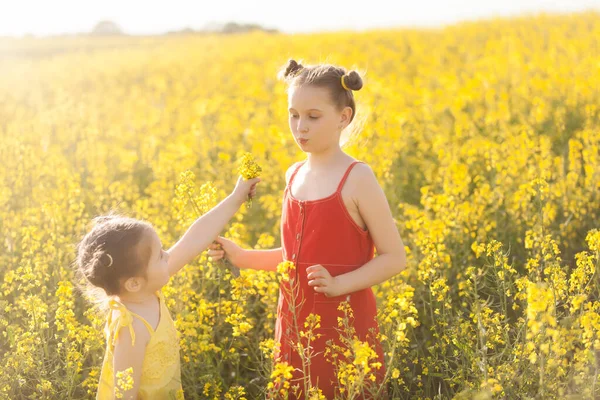 Sarı Kırmızı Elbiseli Şirin Kızlar Çiçek Açan Tecavüz Tarlasında Eğleniyorlar — Stok fotoğraf