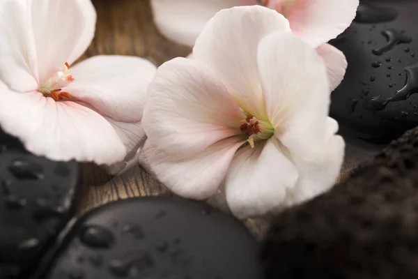 Spa still life, with pink flowers, stones and water — Stock Photo, Image