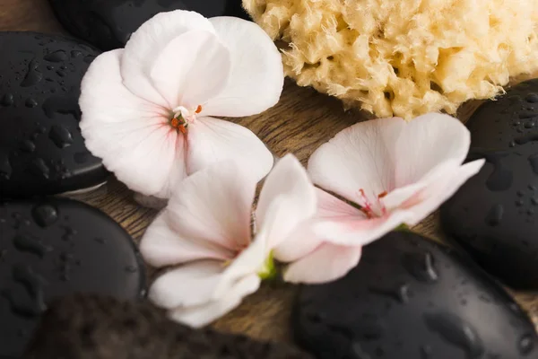 Bodegón Spa, con flores rosadas, piedras y agua — Foto de Stock