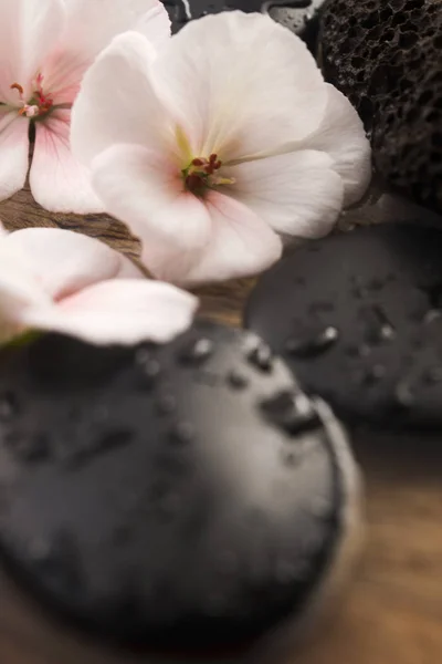 Spa still life, with pink flowers, stones and water — Stock Photo, Image