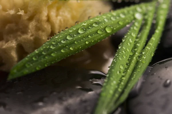 Bodegón Spa, con hoja verde, piedras y agua — Foto de Stock