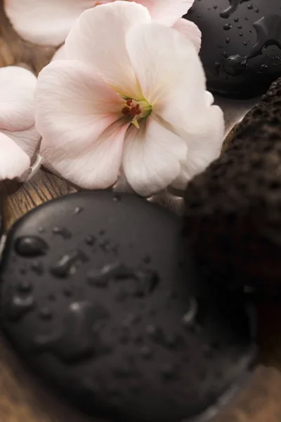 Pembe çiçekler, taşlar ve su Spa natürmort — Stok fotoğraf