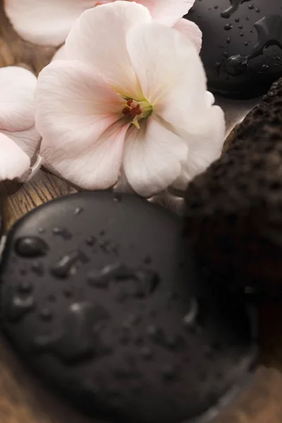 Spa still life, with pink flowers, stones and water — Stock Photo, Image