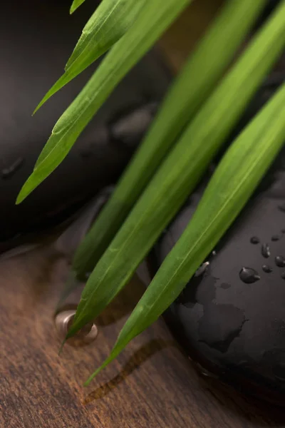 Yeşil yaprak, taşlar ve su Spa natürmort — Stok fotoğraf