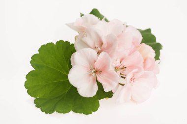 Itır çiçeği Close-Up