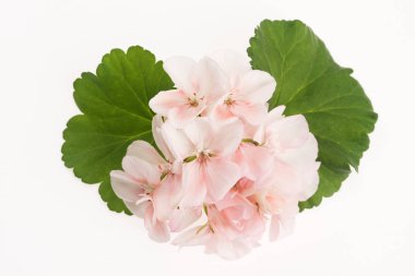 Itır çiçeği Close-Up