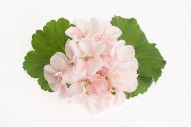 Itır çiçeği Close-Up