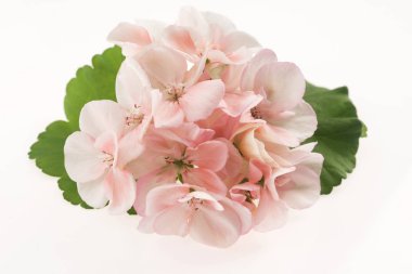 Itır çiçeği Close-Up