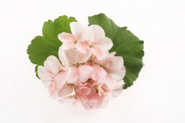 Itır çiçeği Close-Up