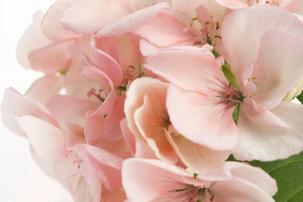 Primer plano de una flor de pelargonio — Foto de Stock