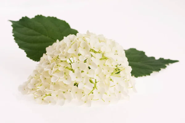Hortênsia branca sobre fundo branco — Fotografia de Stock