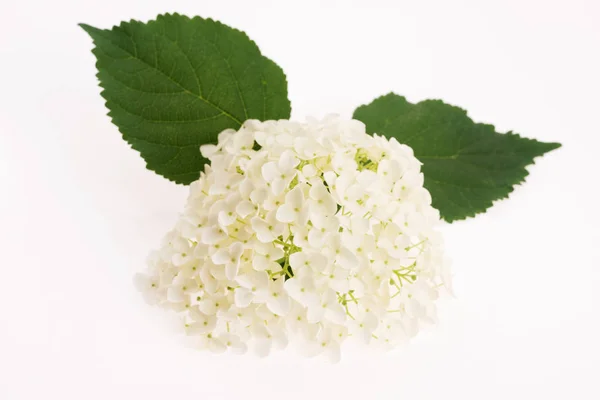 Hortensia blanca sobre fondo blanco — Foto de Stock