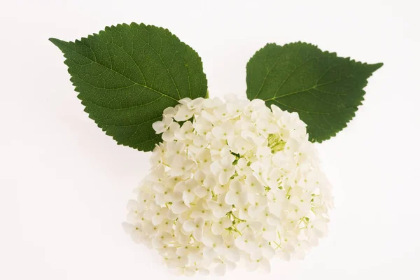 Hortensia blanca sobre fondo blanco — Foto de Stock