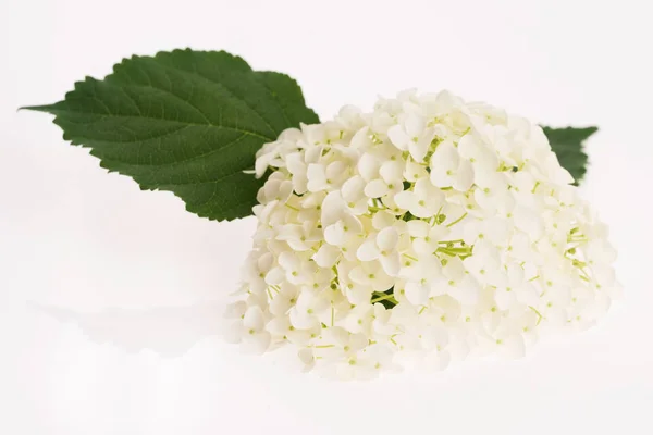 Hortensia blanca sobre fondo blanco — Foto de Stock