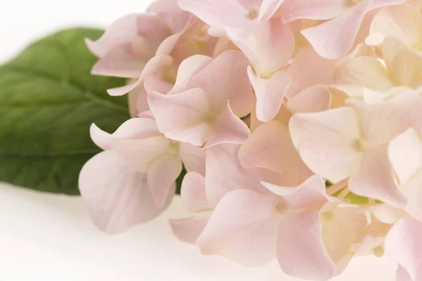 Hortensia blanca sobre fondo blanco — Foto de Stock