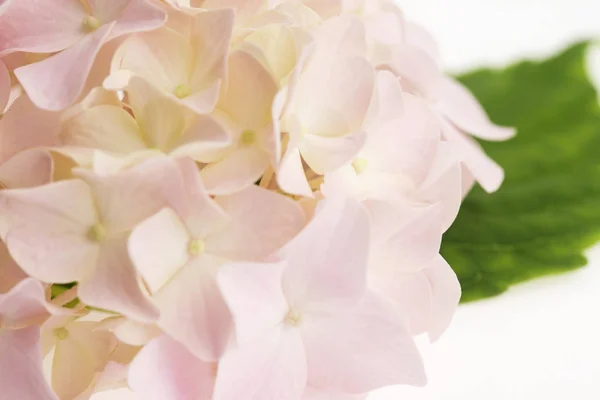 Weiße Hortensie auf weißem Hintergrund — Stockfoto