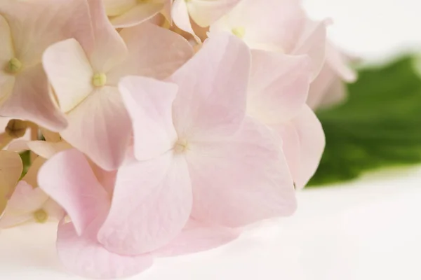 Hortensia blanca sobre fondo blanco — Foto de Stock