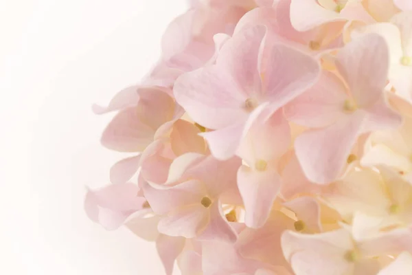 White hydrangea on white background — Stock Photo, Image