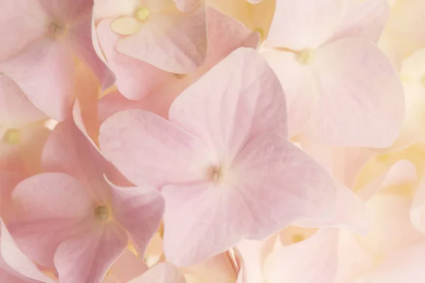 White hydrangea on white background — Stock Photo, Image