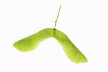 büyük tohum akçaağaç makro beyaz zemin üzerine yaptı.