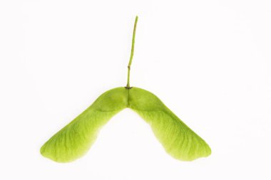 büyük tohum akçaağaç makro beyaz zemin üzerine yaptı.