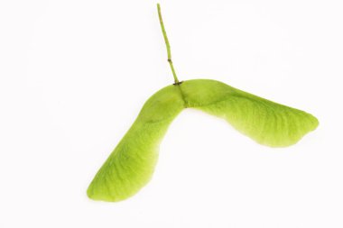 büyük tohum akçaağaç makro beyaz zemin üzerine yaptı.