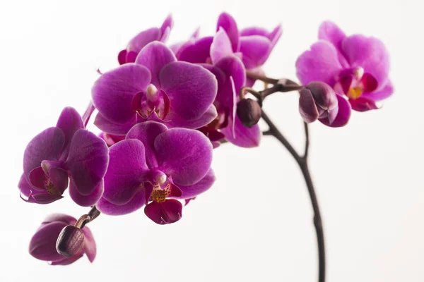 Violette Orchidee isoliert auf weiß — Stockfoto