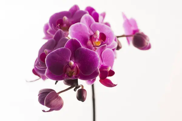 Paarse orchidee geïsoleerd op wit — Stockfoto