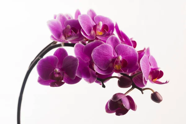 Orquídea púrpura aislada en blanco — Foto de Stock