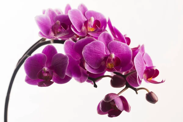 Violette Orchidee isoliert auf weiß — Stockfoto