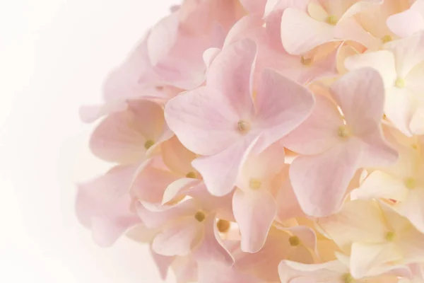 Hortensia blanca sobre fondo blanco —  Fotos de Stock