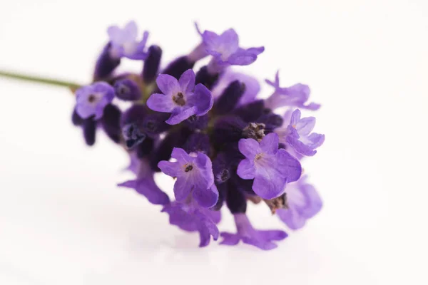 Lavender flower on white background — Stock Photo, Image