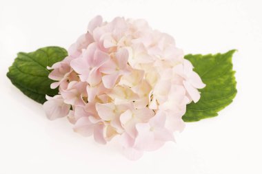 Beyaz tabakta havuç salatası