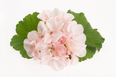 Itır çiçeği Close-Up