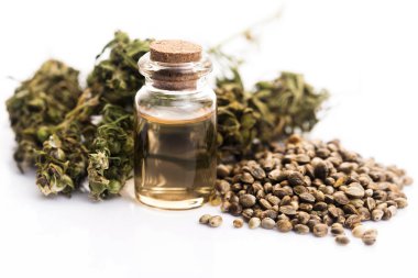 Tıbbi esrar yağ tohumları ile