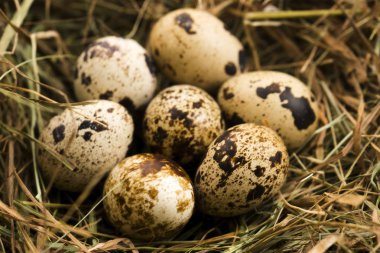 Bıldırcın yumurtası. Lezzetli yemek