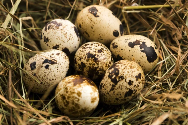 Telur Puyuh Makanan Lezat — Stok Foto