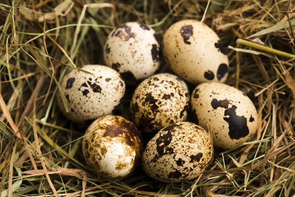 Vaktelägg Läcker Mat — Stockfoto