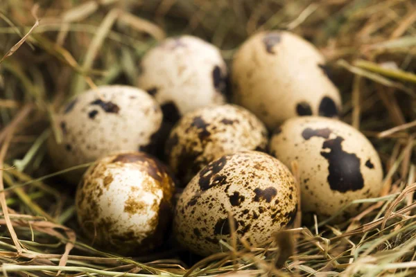 Kwartels Eieren Heerlijk Eten — Stockfoto