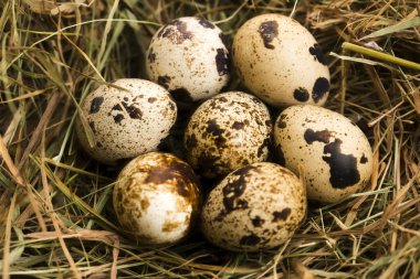 Bıldırcın yumurtası. Lezzetli yemek