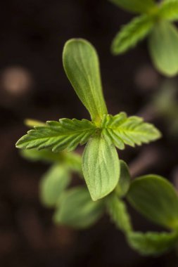 Kenevir esrar esrar ve Filiz