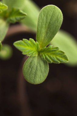 Kenevir esrar esrar ve Filiz