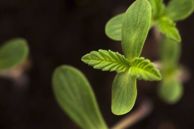 Sprout of hemp cannabis marihuana clipart